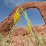 In October, a lovely spray of flowers blooms near Corona Arch, Moab, Utah