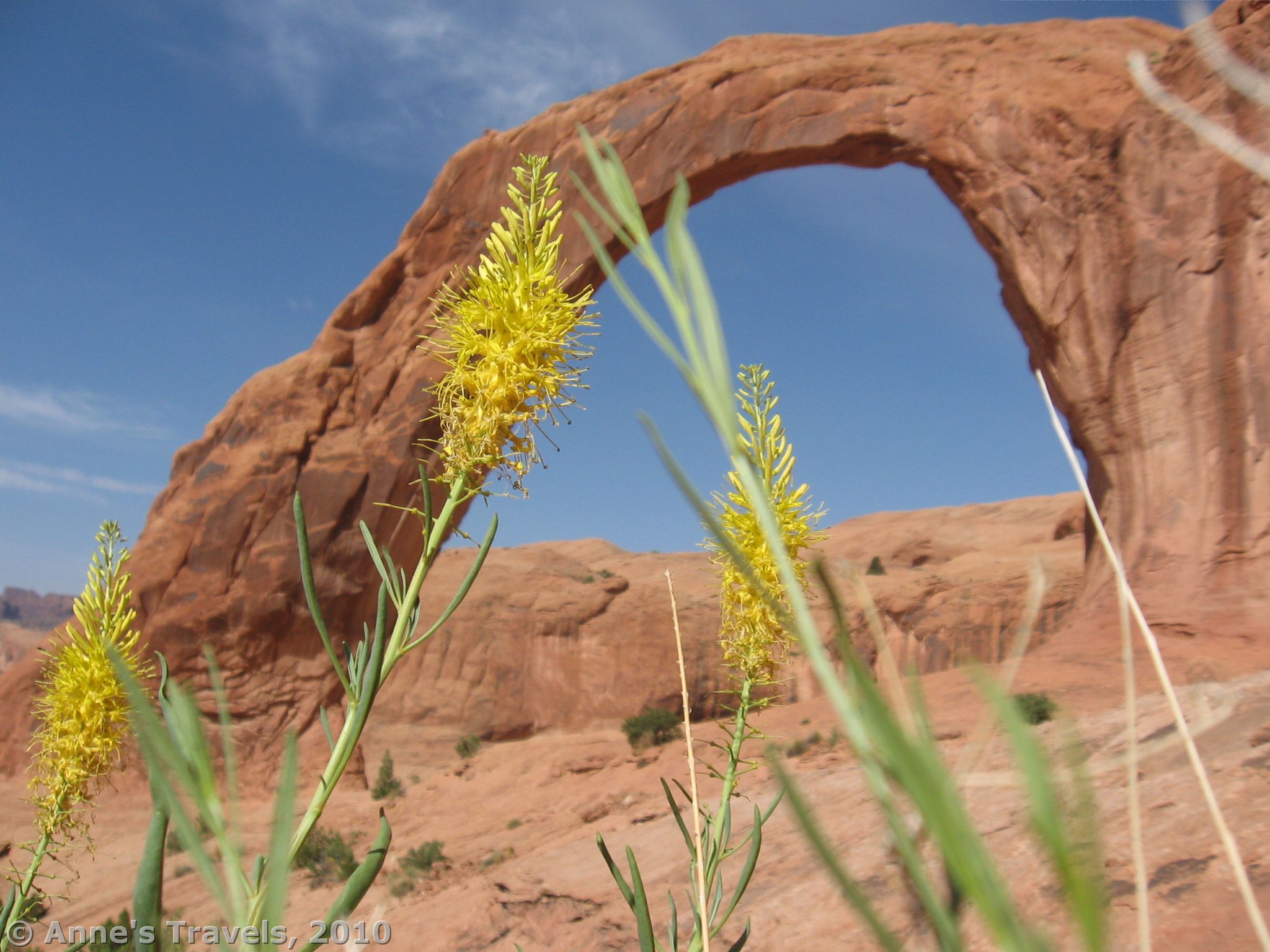 In October, a lovely spray of flowers blooms near Corona Arch, Moab, Utah