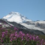 Mt. Baker from the Ptarmigan Ridge Trail, Okanogan-Wenatchee National Forest, Washington