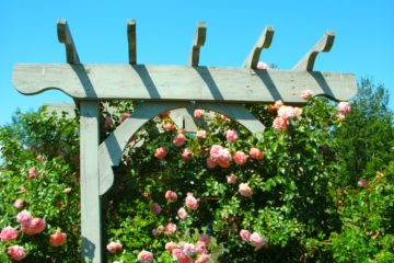 The Lovely Kent Park Arboretum