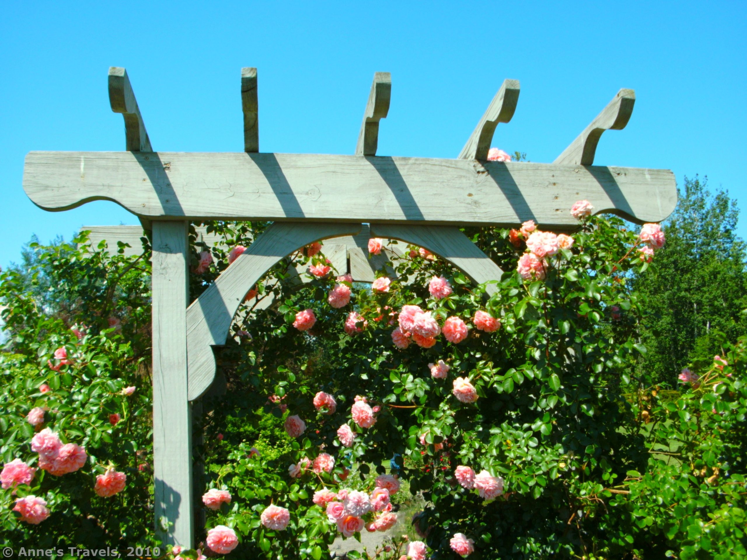 A rose arbor in the Kent Park Arboretum, Webster, New York
