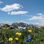 Wildflowers on the Ute Trail East, Rocky Mountain National Park, Colorado