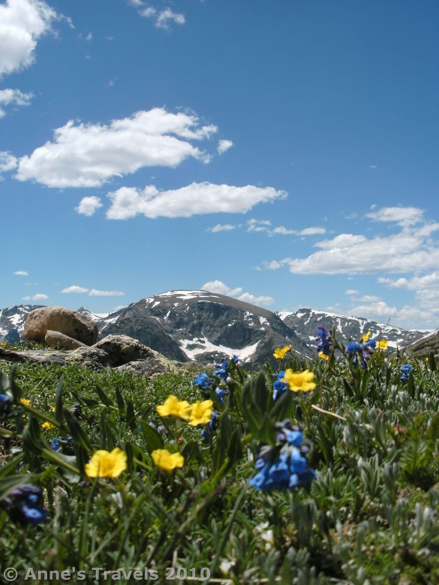 Wildflowers on the Ute Trail East, Rocky Mountain National Park, Colorado