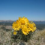 Pretty mountain flowers on Fitzpatrick Peak, Gunnison National Forest/San Isabel National Forest, Colorado