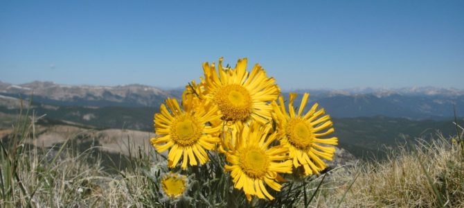 An Awesome 13er: Fitzpatrick Peak