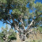 The Shoe Tree along the Loneliest Road in America in Nevada
