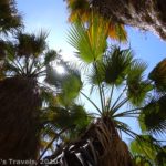 At the Borrego Canyon Oases, palm trees grow in the desert, Anza-Borrego Desert State Park, California