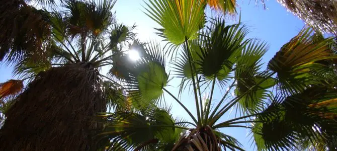 An Oasis in the Middle of the Desert – Borrego Palm Canyon