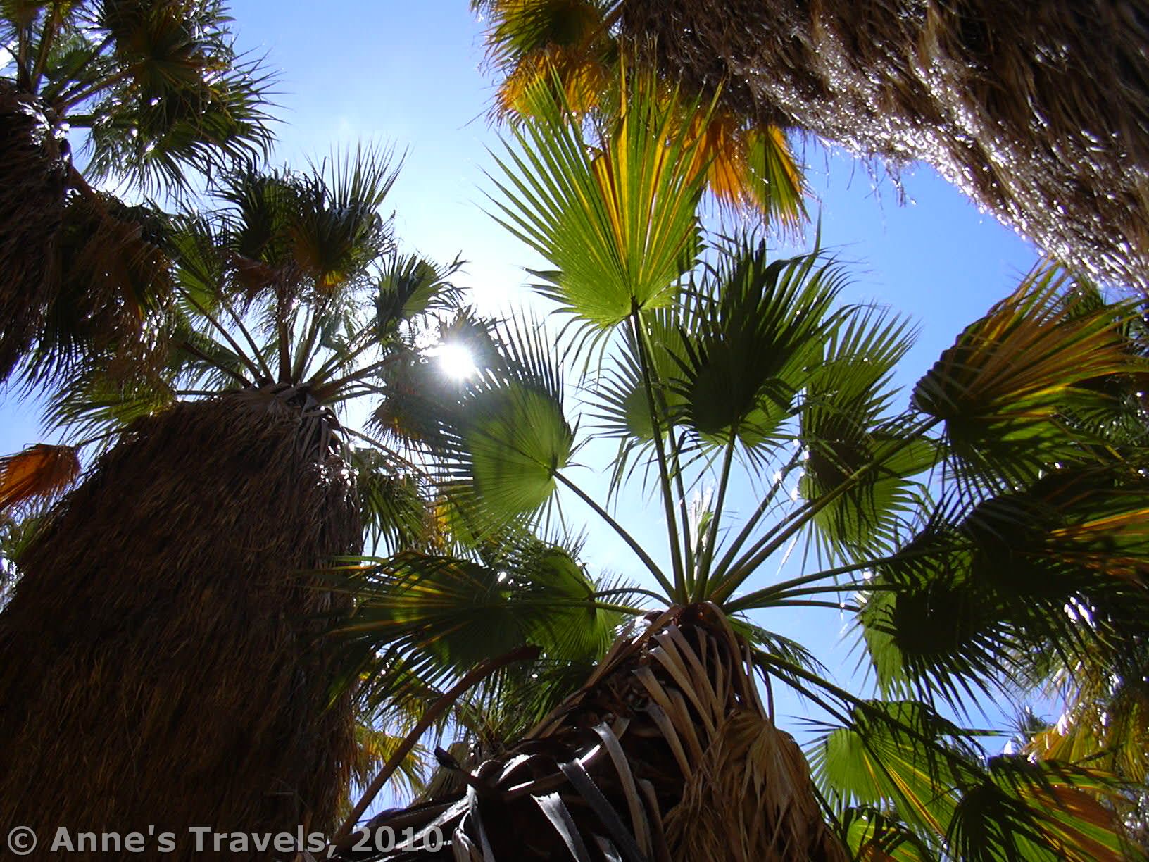 At the Borrego Canyon Oases, palm trees grow in the desert, Anza-Borrego Desert State Park, California