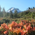 Mt. Hood and flowers along the Timberline Trail, Mount Hood National Forest, Oregon