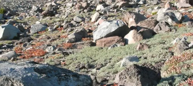 High on the side of Mt. Shasta: Green Butte