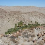 Above the Palm Bowl, it is even more impressive than below. Anza-Borrego Desert State Park, California