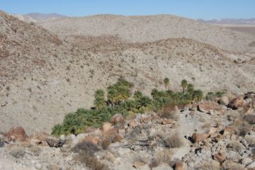 100-Palm Tree Oasis – The Palm Bowl