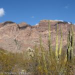 Along the Ajo Mountain Drive in Organ Pipe Cactus National Monument, Arizona