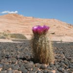 A blooming cactus stands among the moqui marbles near the Zebra Slots, Grand Staircase-Escalante National Monument, Utah