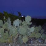 Moonrise over a cactus in Big Bend National Park, Texas