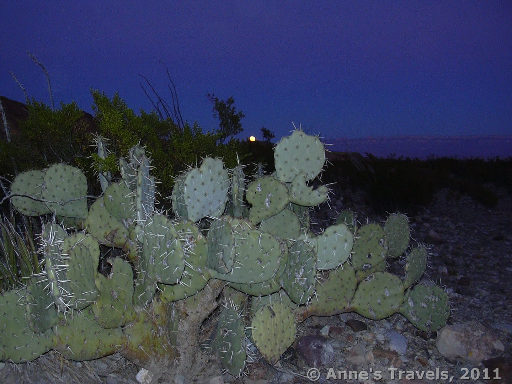Moonrise over a cactus in Big Bend National Park, Texas