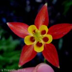 A shooting star flower along the Summit Trail, Summer Blossom Area of Washington