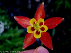A shooting star flower along the Summit Trail, Summer Blossom Area of Washington