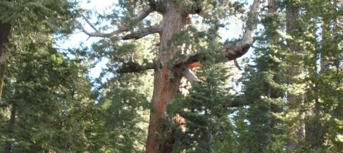 Walk through the Giant Sequoias in the Mariposa Grove