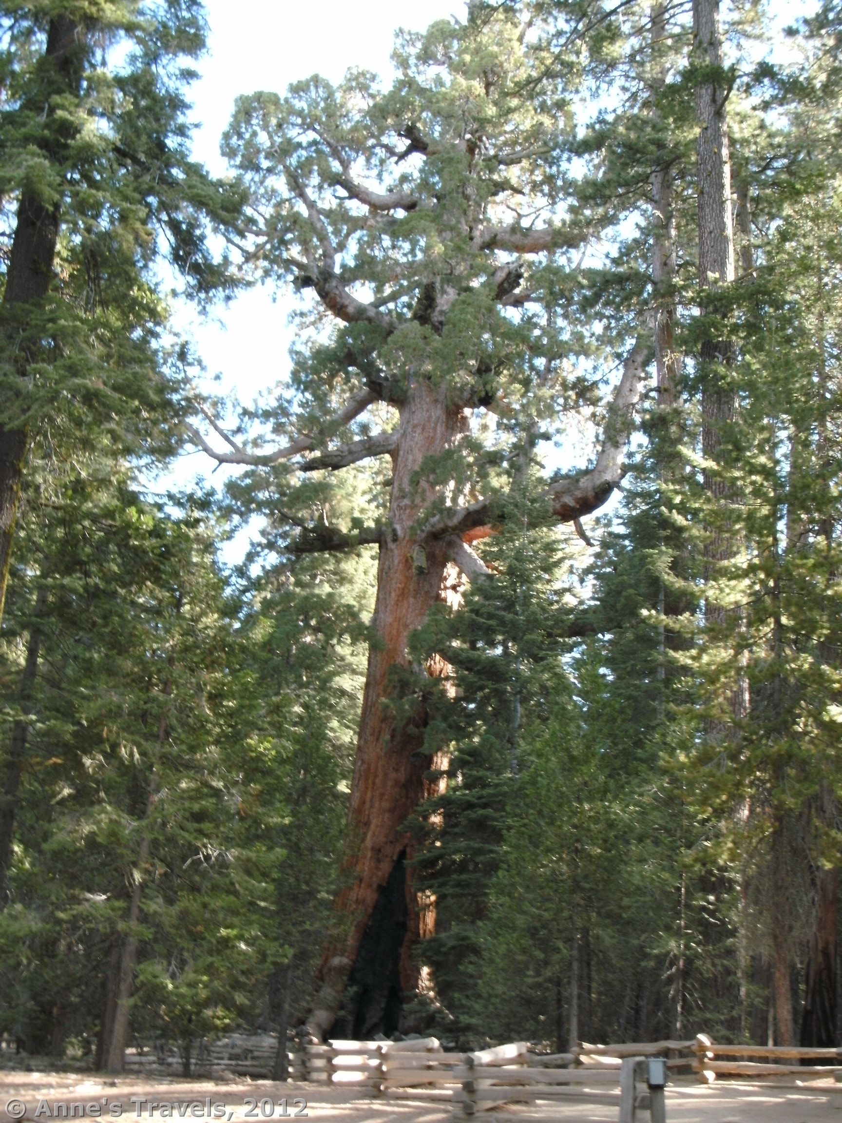 The Grizzly Giant in the Mariposa Grove, Yosemite National Park, California