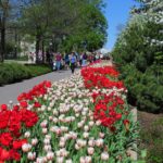 A display of tulips in Major's Hill Park, Ottawa Tulip Festival 2012.