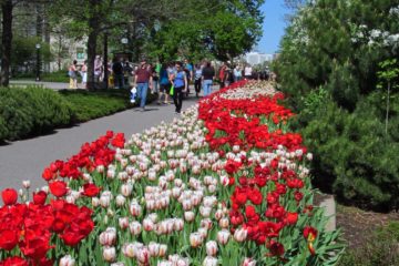 The Tulips in Ottawa