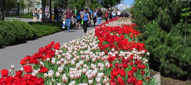 The Tulips in Ottawa