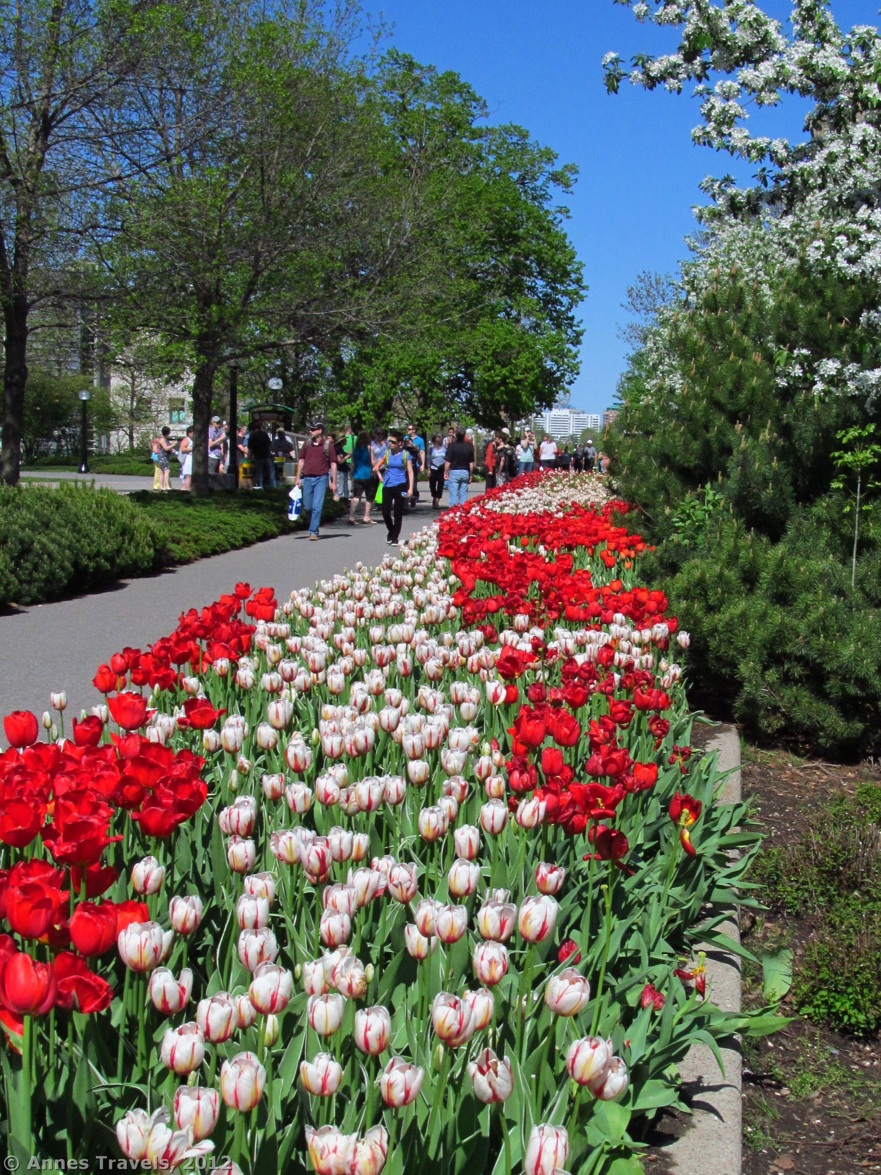 A display of tulips in Major's Hill Park, Ottawa Tulip Festival 2012.