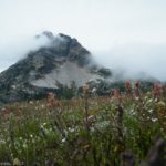 Wildflowers near Frisco Mountain atop Maple Pass, North Cascades National Park, Washington