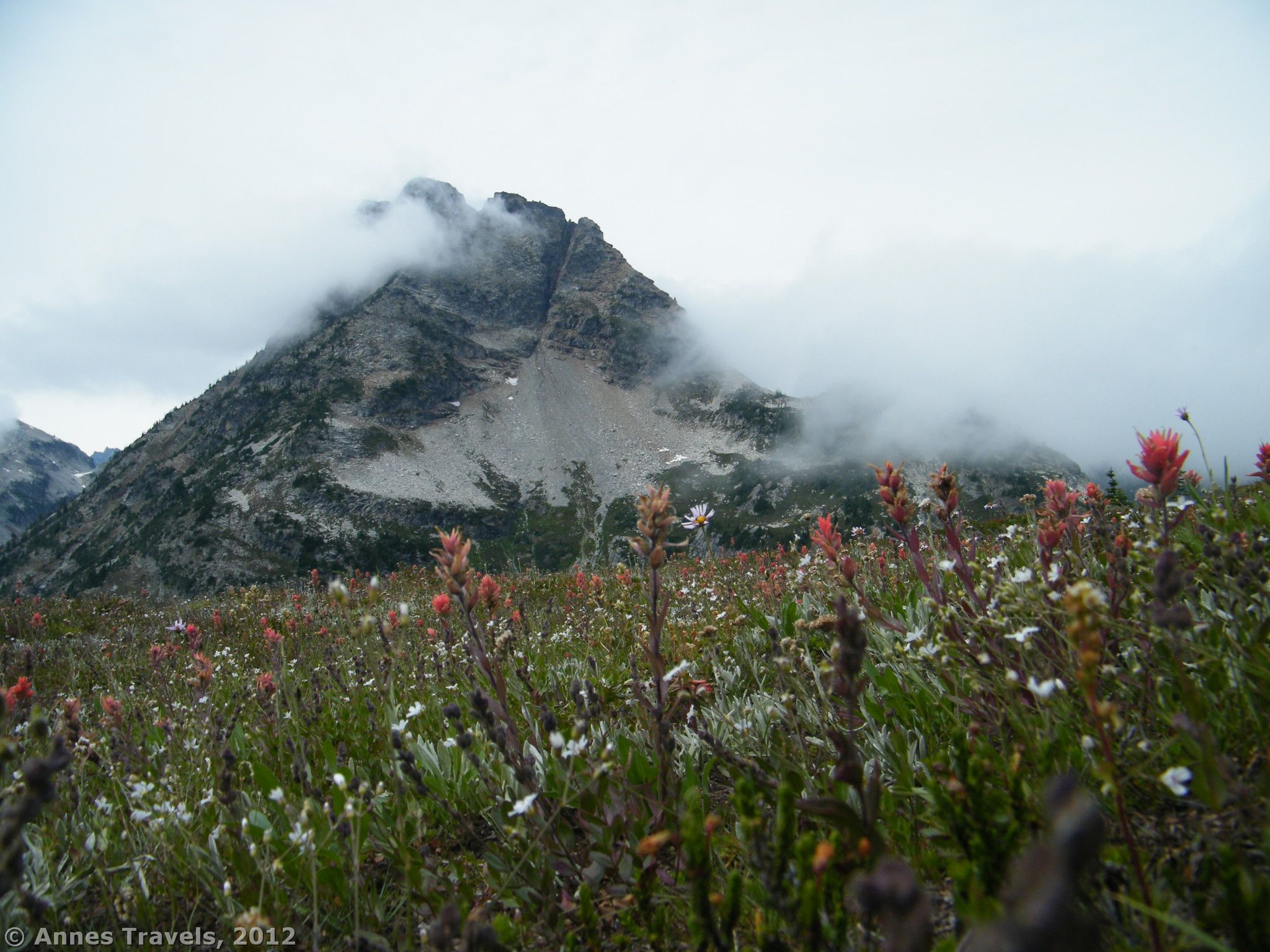 Wildflowers near Frisco Mountain atop Maple Pass, North Cascades National Park, Washington