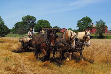 Wheat Harvest at Howell Living History Farm