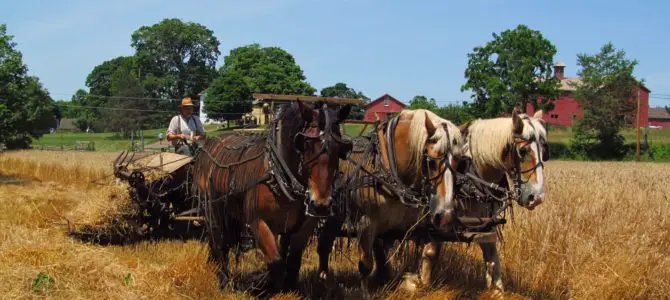 Wheat Harvest at Howell Living History Farm