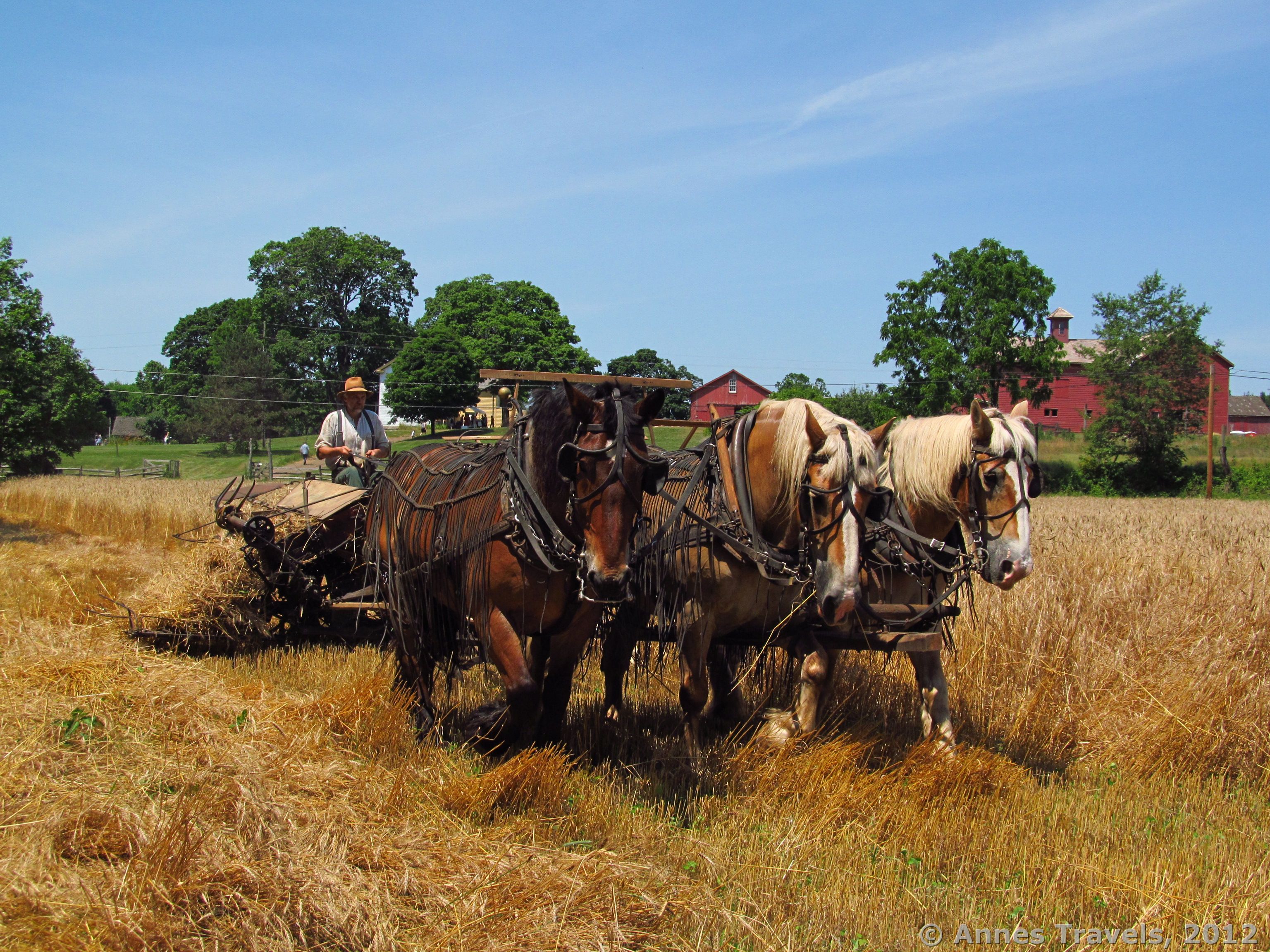 Anne's Travels » Wheat Harvest at Howell Living History Farm
