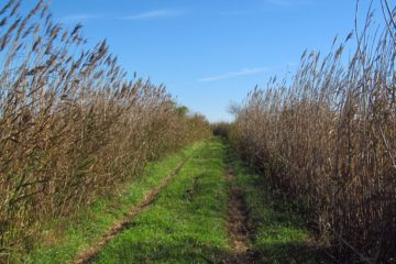 “Marsh Loops” Biking or Hiking Trails on Holden Beach