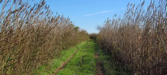 “Marsh Loops” Biking or Hiking Trails on Holden Beach