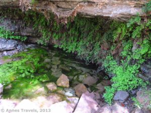 Page Spring (aka Miner's Spring) on the East Horseshoe Mesa Trail, Grand Canyon National Park, Arizona