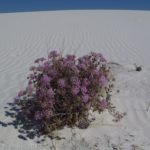 Pink flowers have found a home on a sand dune in White Sands National Monument, New Mexico