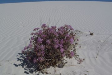 The Wilds of the White Sands