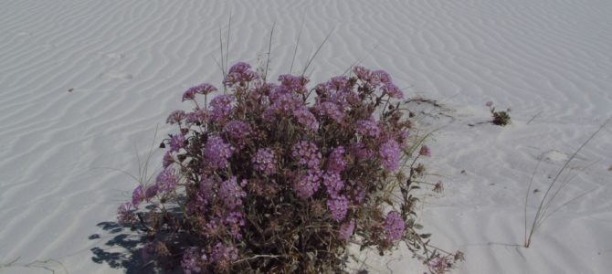 The Wilds of the White Sands