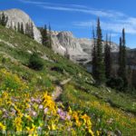 Wildflowers bloom in the meadows near Lake Marie, Medicine Bow Peak Loop Trail, Medicine Bow National Forest, CO