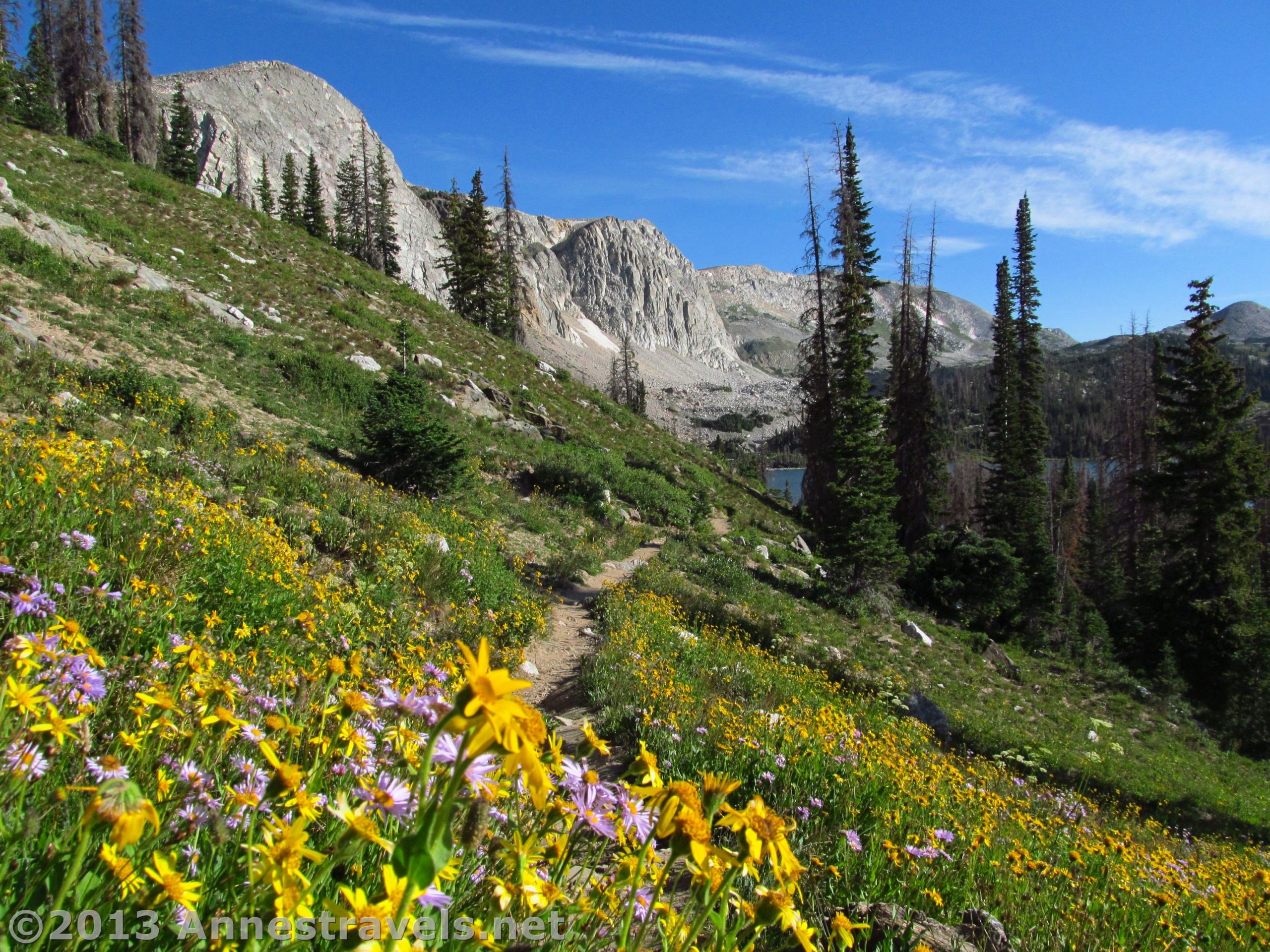 Wildflowers bloom in the meadows near Lake Marie, Medicine Bow Peak Loop Trail, Medicine Bow National Forest, CO