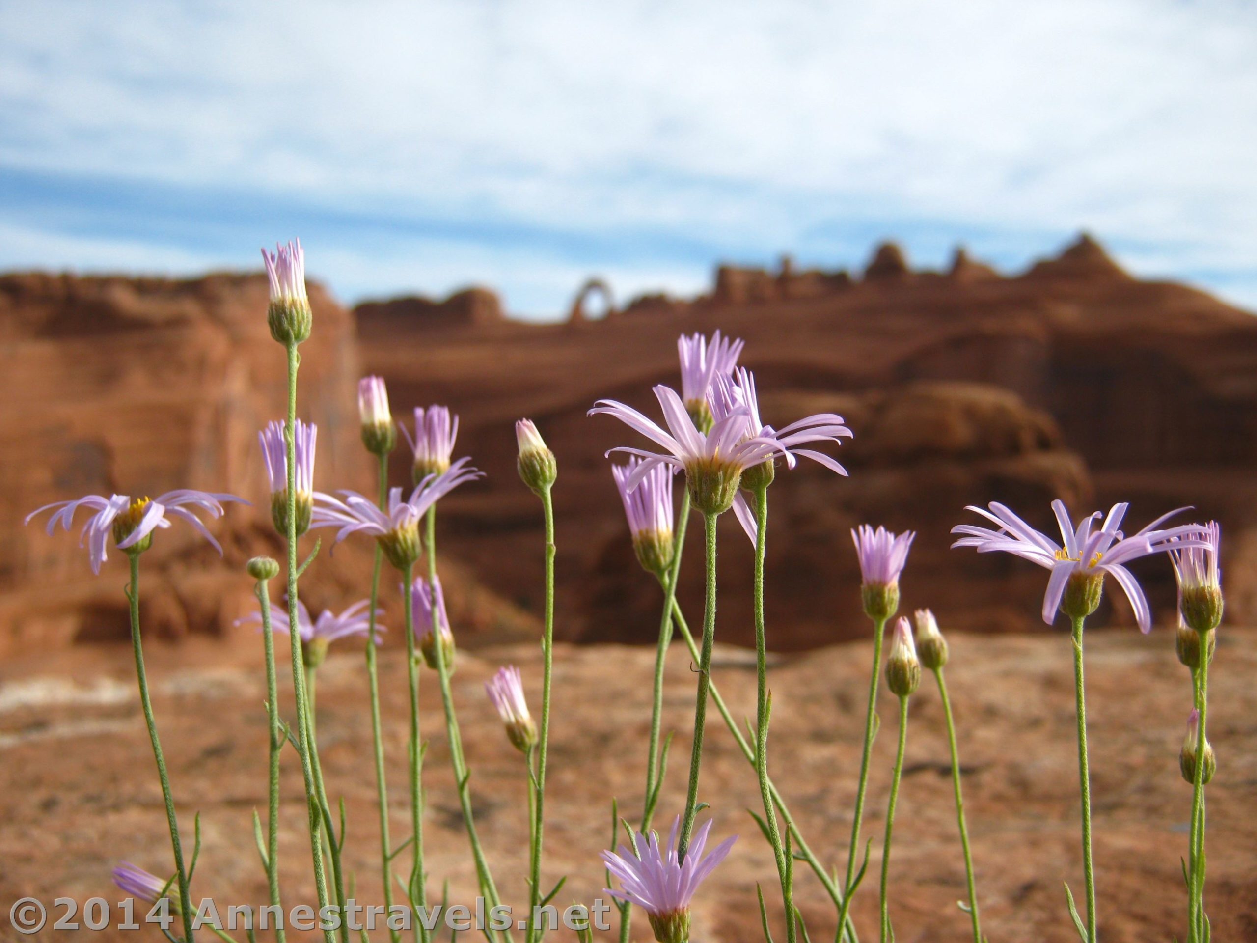 Flowers grow at the Upper Delicate Arch Viewpoint overlooking Delicate Arch, Arches National Park, Utah