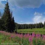 Wildflowers near Spring Lake along the Sand Creek Trail, Flat Tops Wilderness Area, Colorado