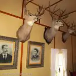 Mounted deer heads and family portraits decorate the walls of the main building at the Holzwarth Historic Site, Rocky Mountain National Park, Colorado