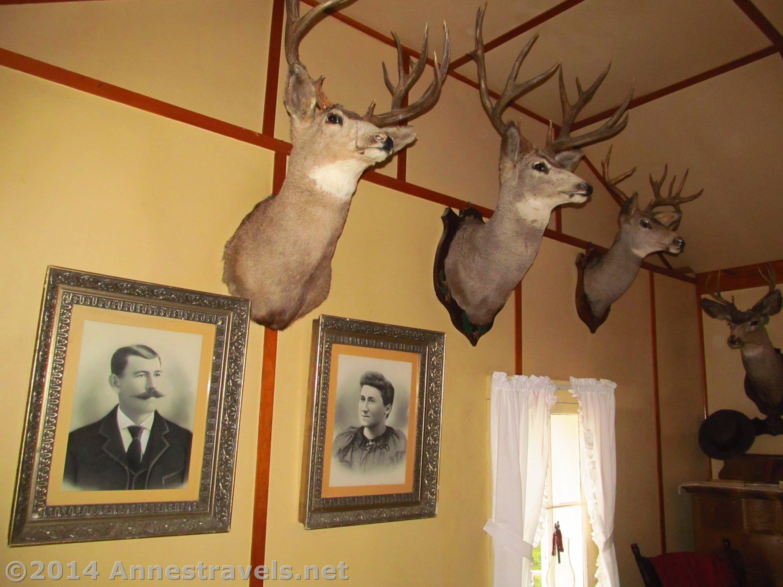Mounted deer heads and family portraits decorate the walls of the main building at the Holzwarth Historic Site, Rocky Mountain National Park, Colorado