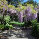 A wisteria arbor in the Willowwood Arboretum, Morris County, New Jersey