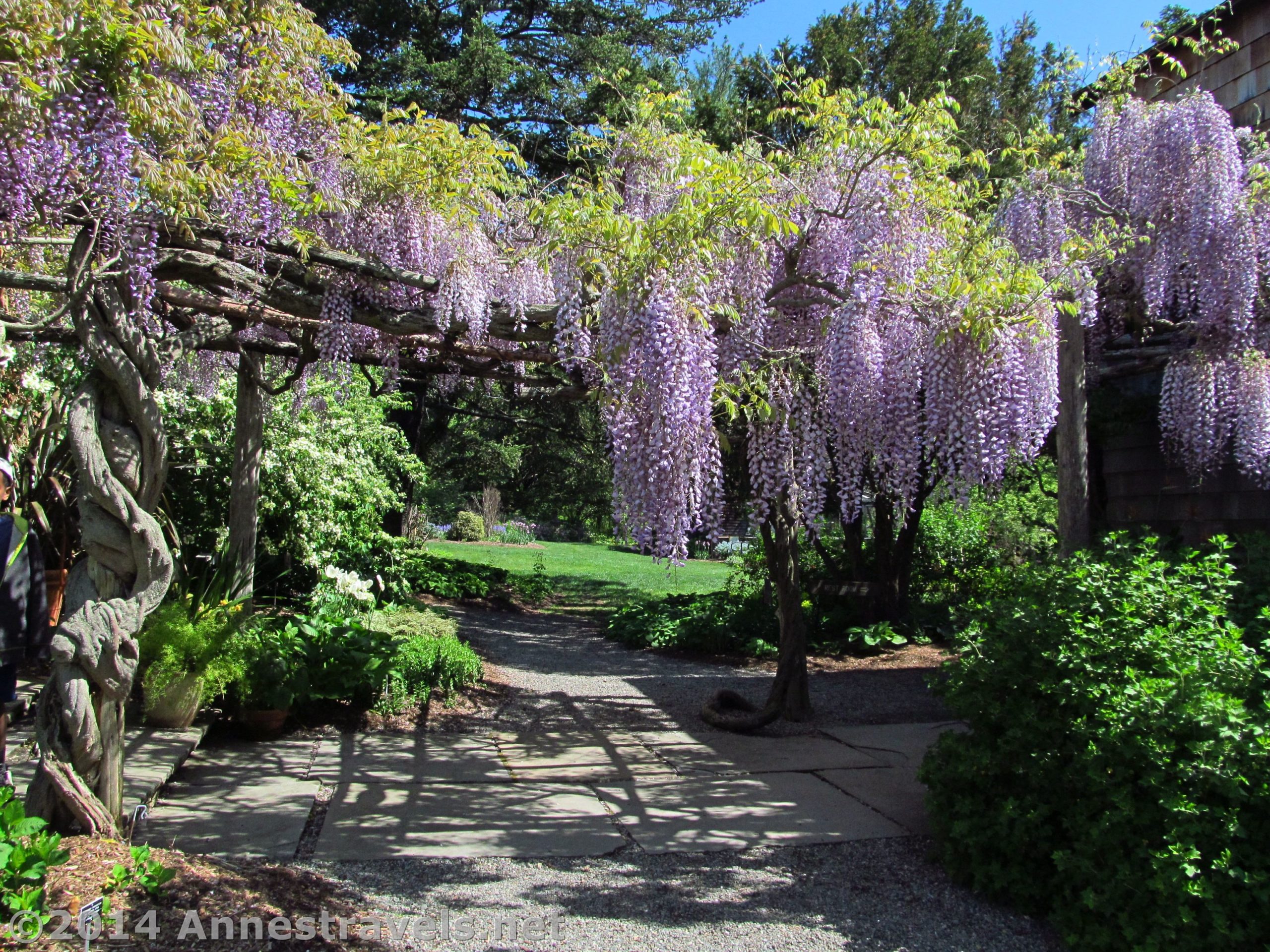 A wisteria arbor in the Willowwood Arboretum, Morris County, New Jersey