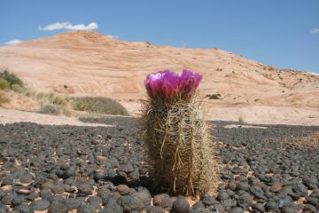 10 Best (and worst) Day Hikes in Grand Staircase-Escalante National Monument