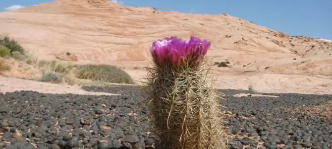 10 Best (and worst) Day Hikes in Grand Staircase-Escalante National Monument